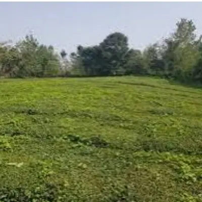 زمین ۱۶۷۰ متر لنگه رود