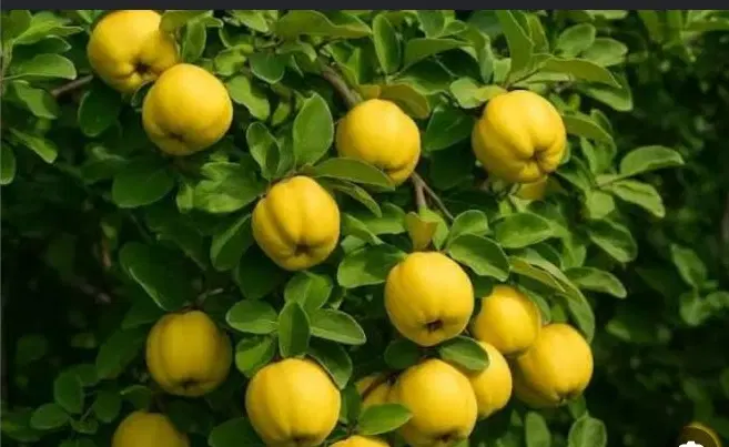 اجاره باغ میوه به