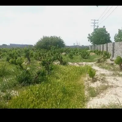 باغ باغچه ویلا زمین سنددار