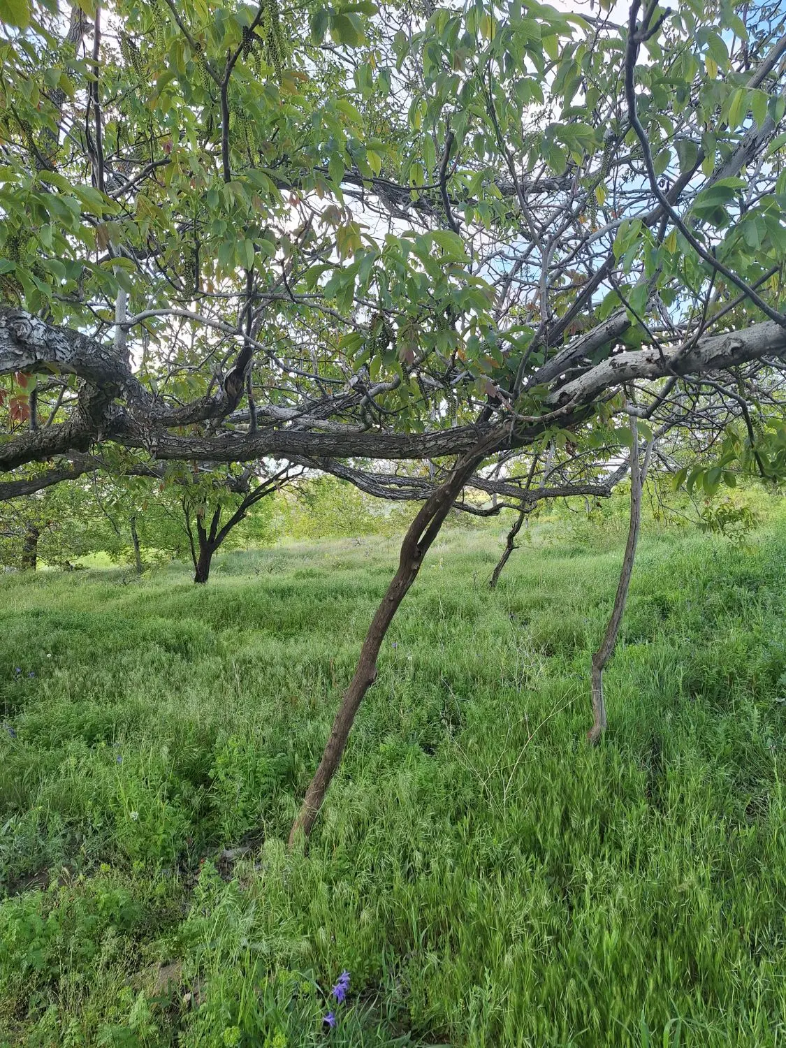 زمین کشاورزی آبی