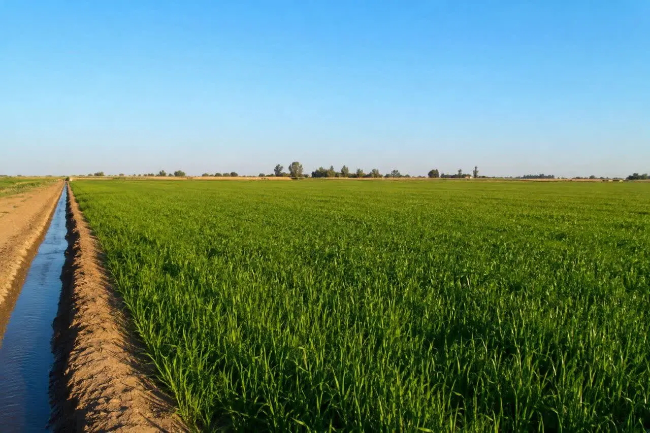 رهن وکرایه زمین روستای نزهه ۴۰ کیلومتری اهواز