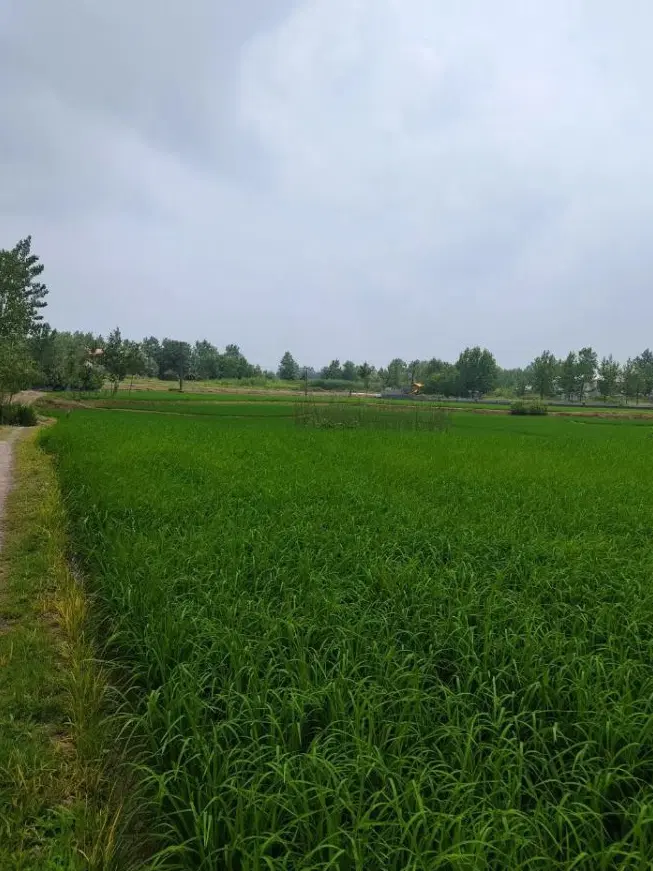 فروش ۷۴۰متر زمین مسکونی با پروانه قابل تفکیک