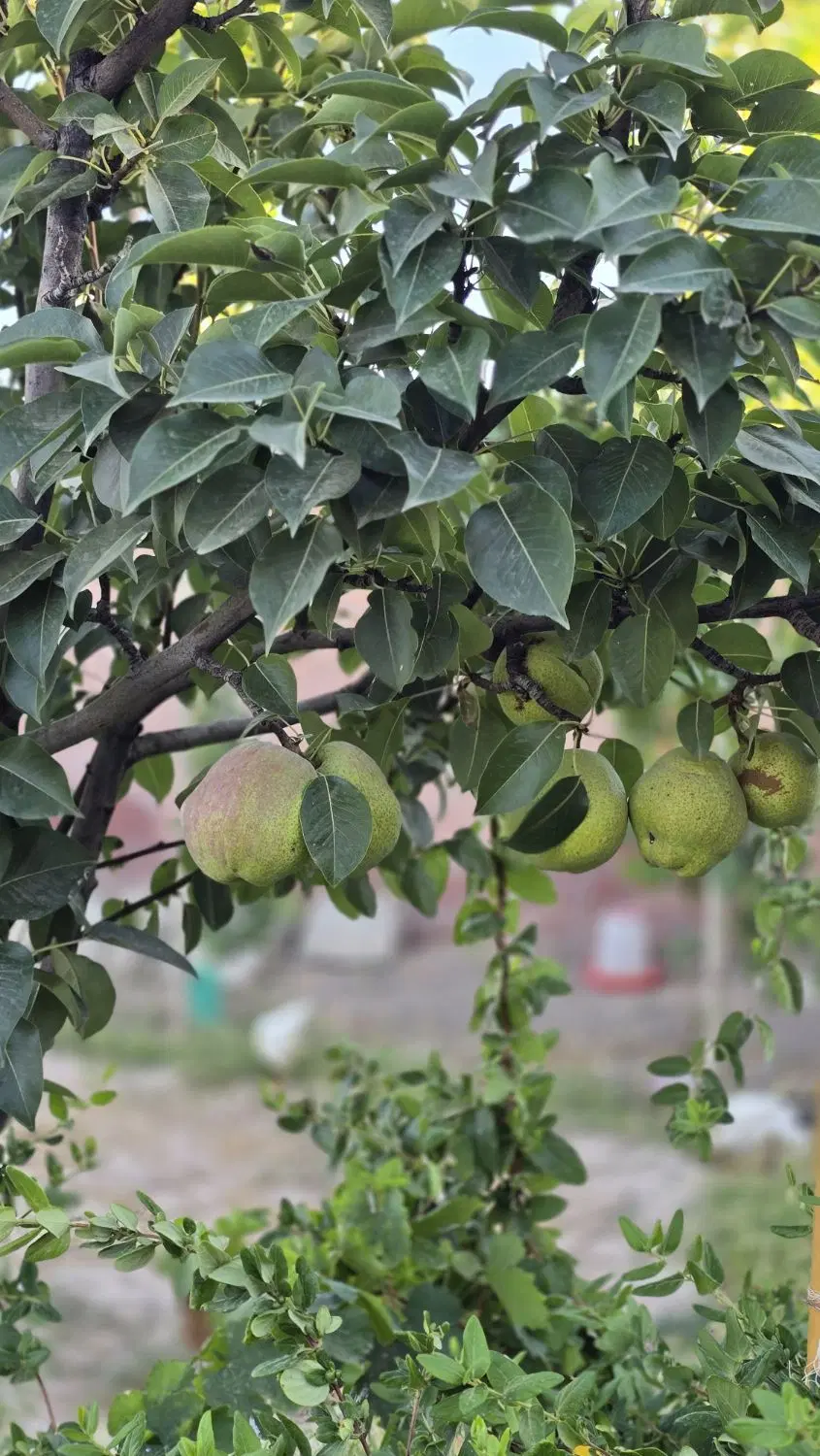 فروش باغ دلباز آماده استفاده روستای زاک