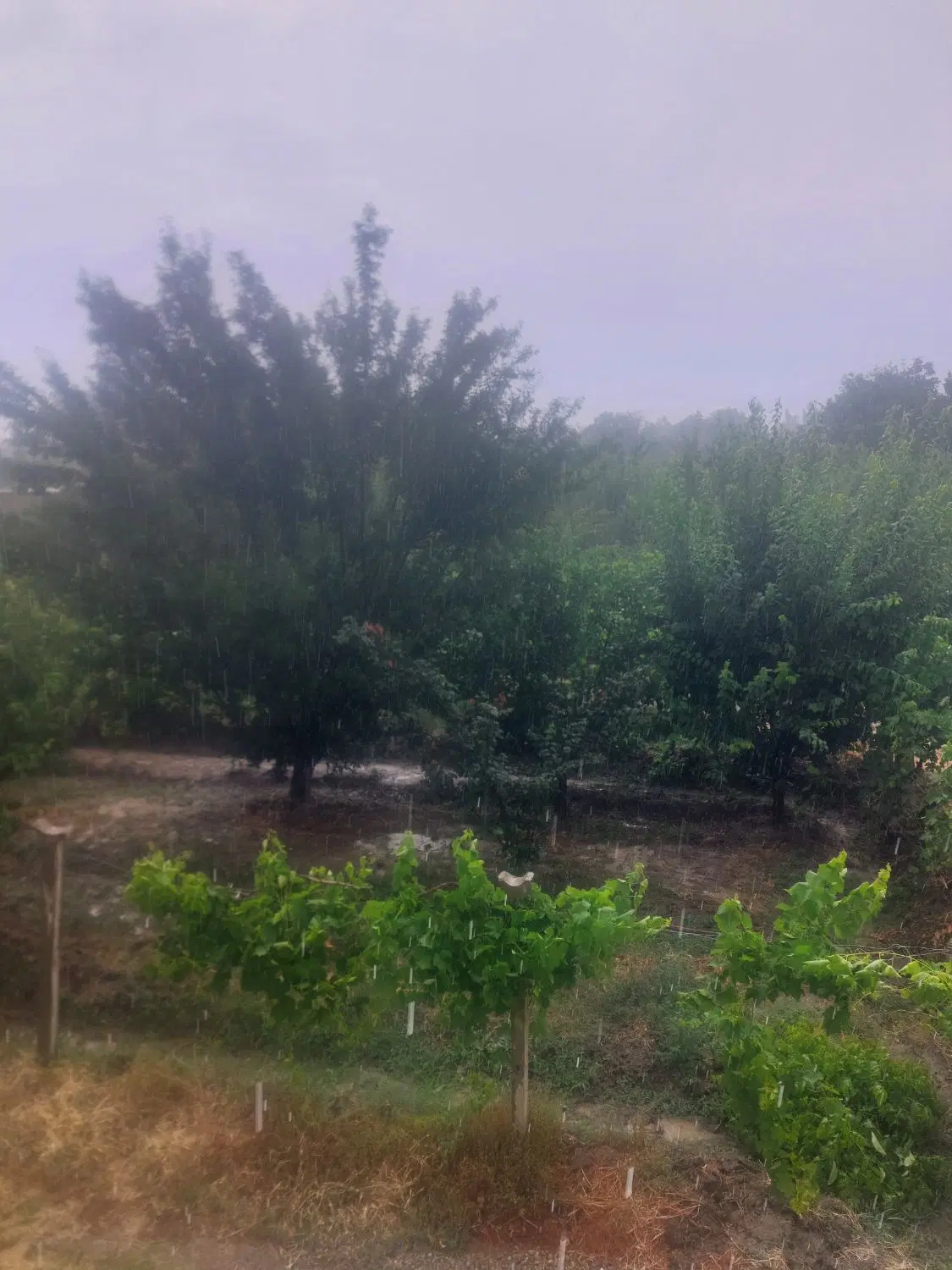 باغ انگور و باغچه الوان. ۲۵۰۰ متر جاده سلماس