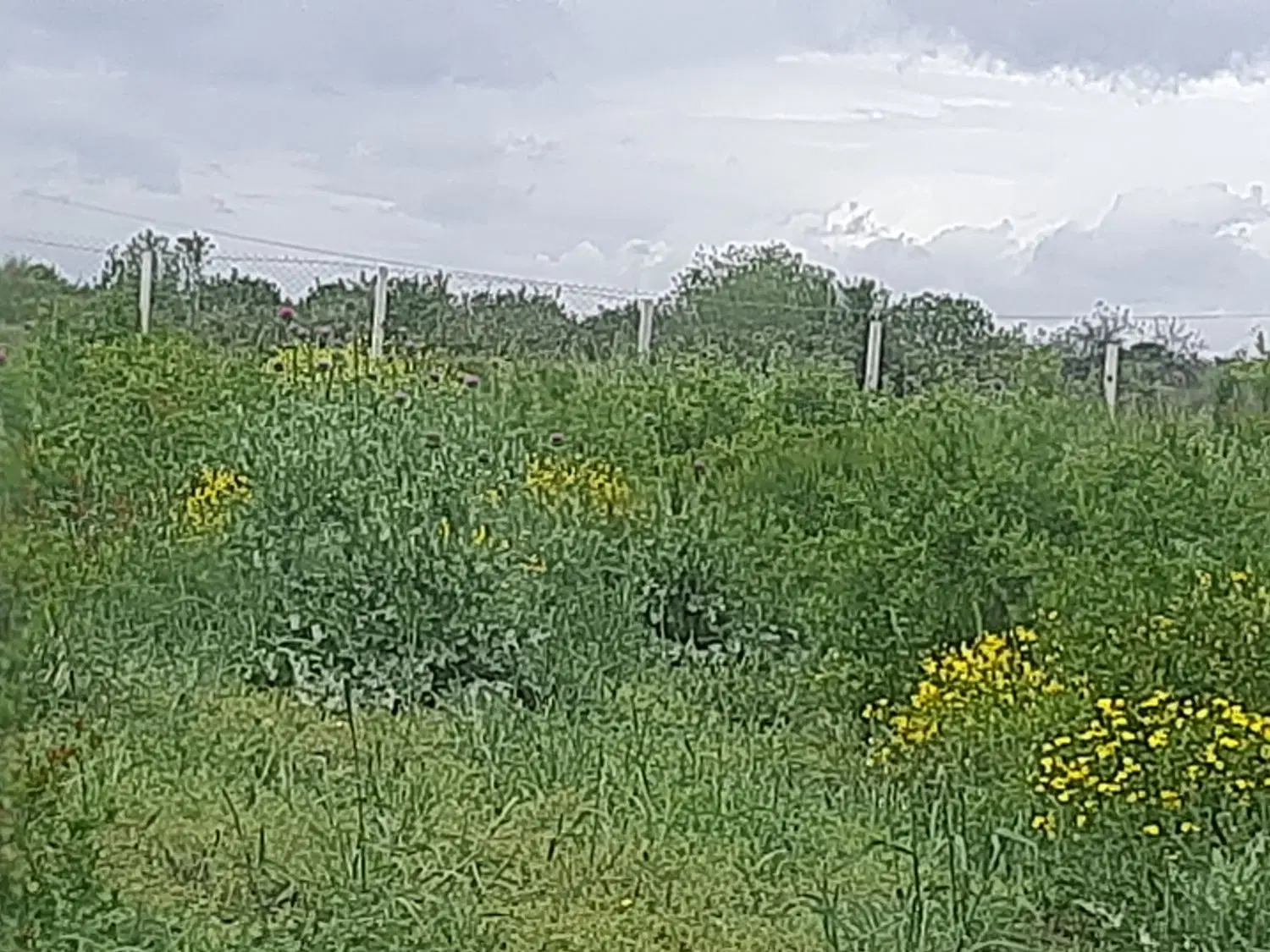 زمین باغ قواره ۵۰۰ متری