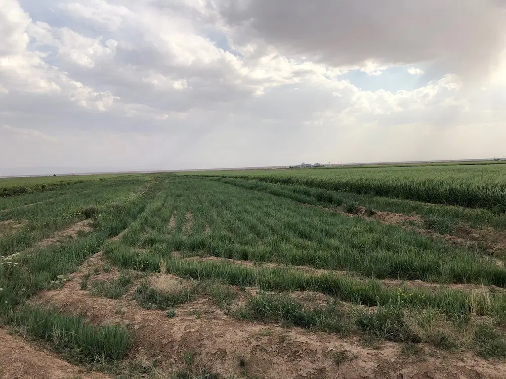 فروش زمین کشاورزی حاجی آباد قشلاق