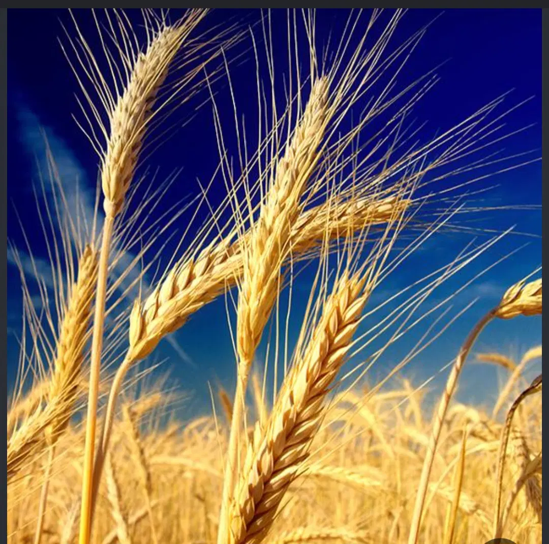 زمین کشاورزی اسلام‌آبادغرب روستای ونایی سندتک برگ