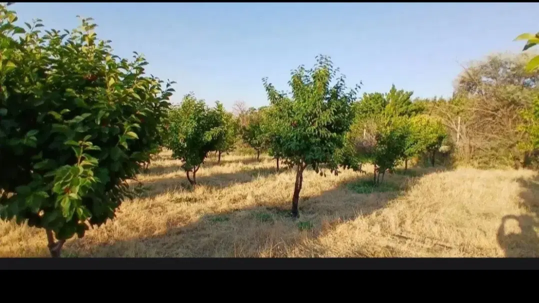 فروش باغ