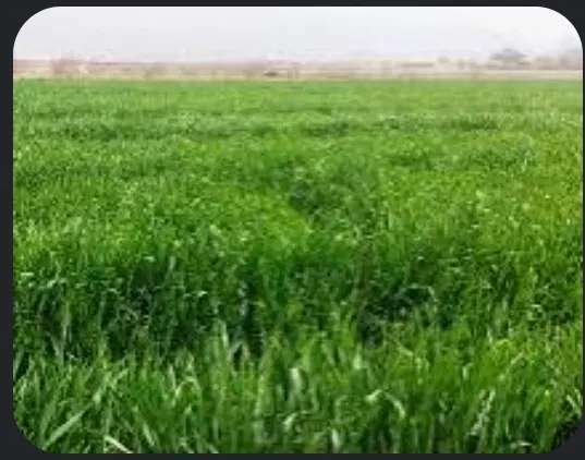 فروش ۵هزار متر زمین کشاورزی با امتیاز آب