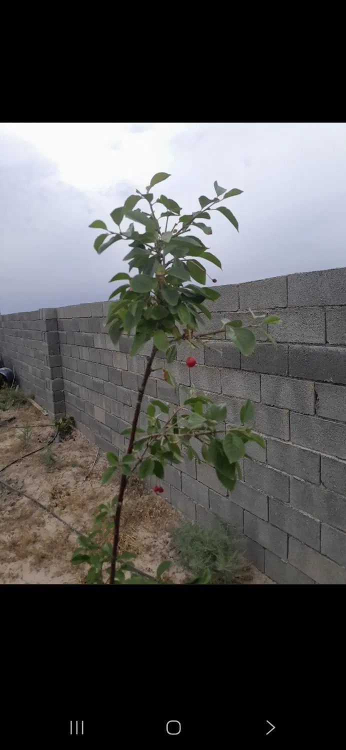 باغ۷۰۰متر معاوظه واقساطی
