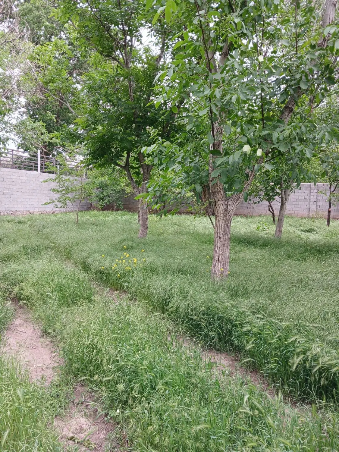قطعه باغ درمحدوده شهری اسکو