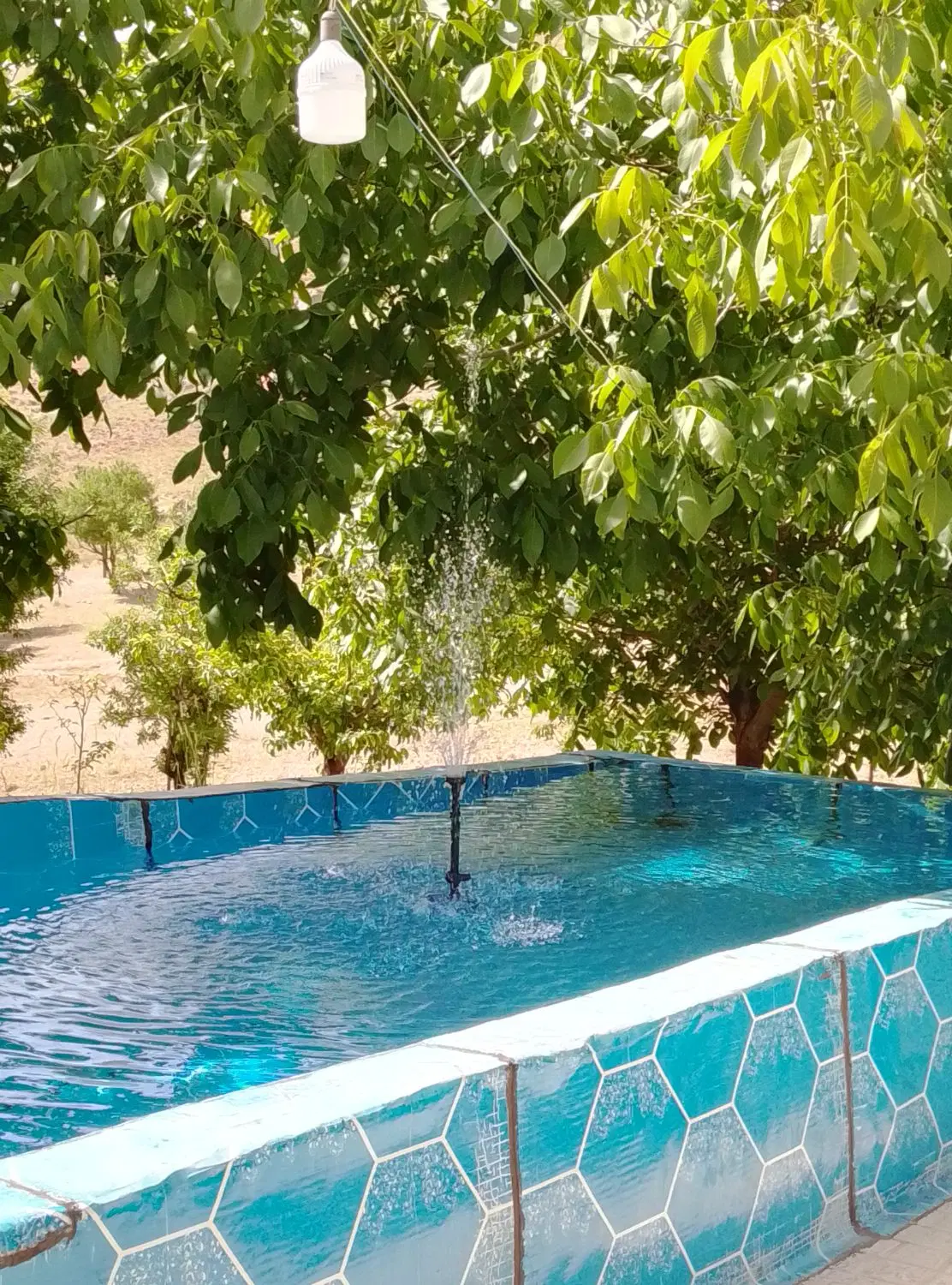 همخونه