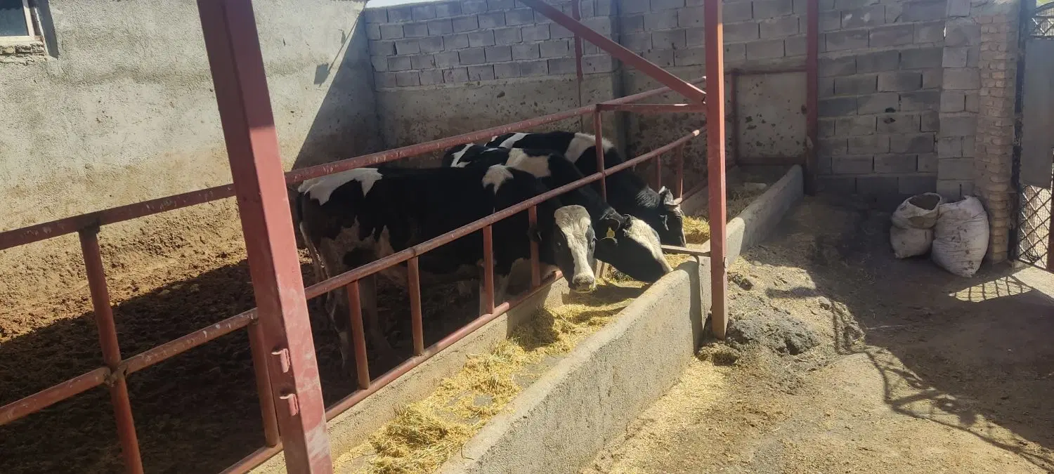 فروش گاوداری سنتی ۴۸راسی