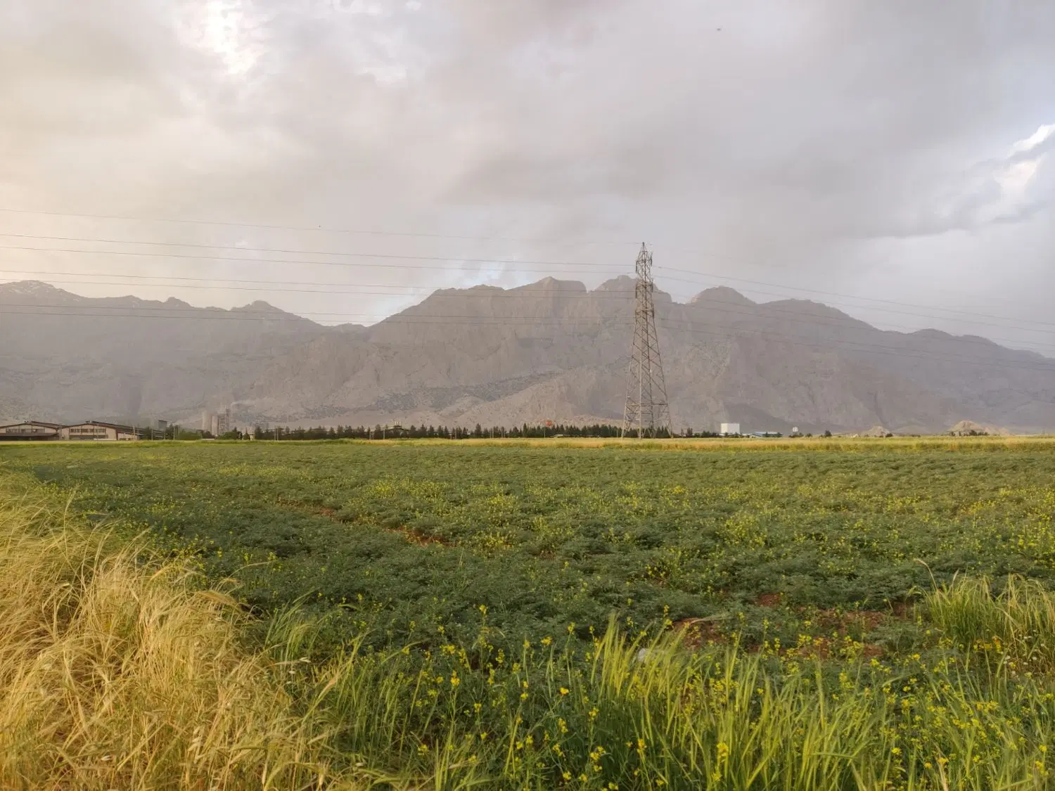 زمین کشاورزی دیمی