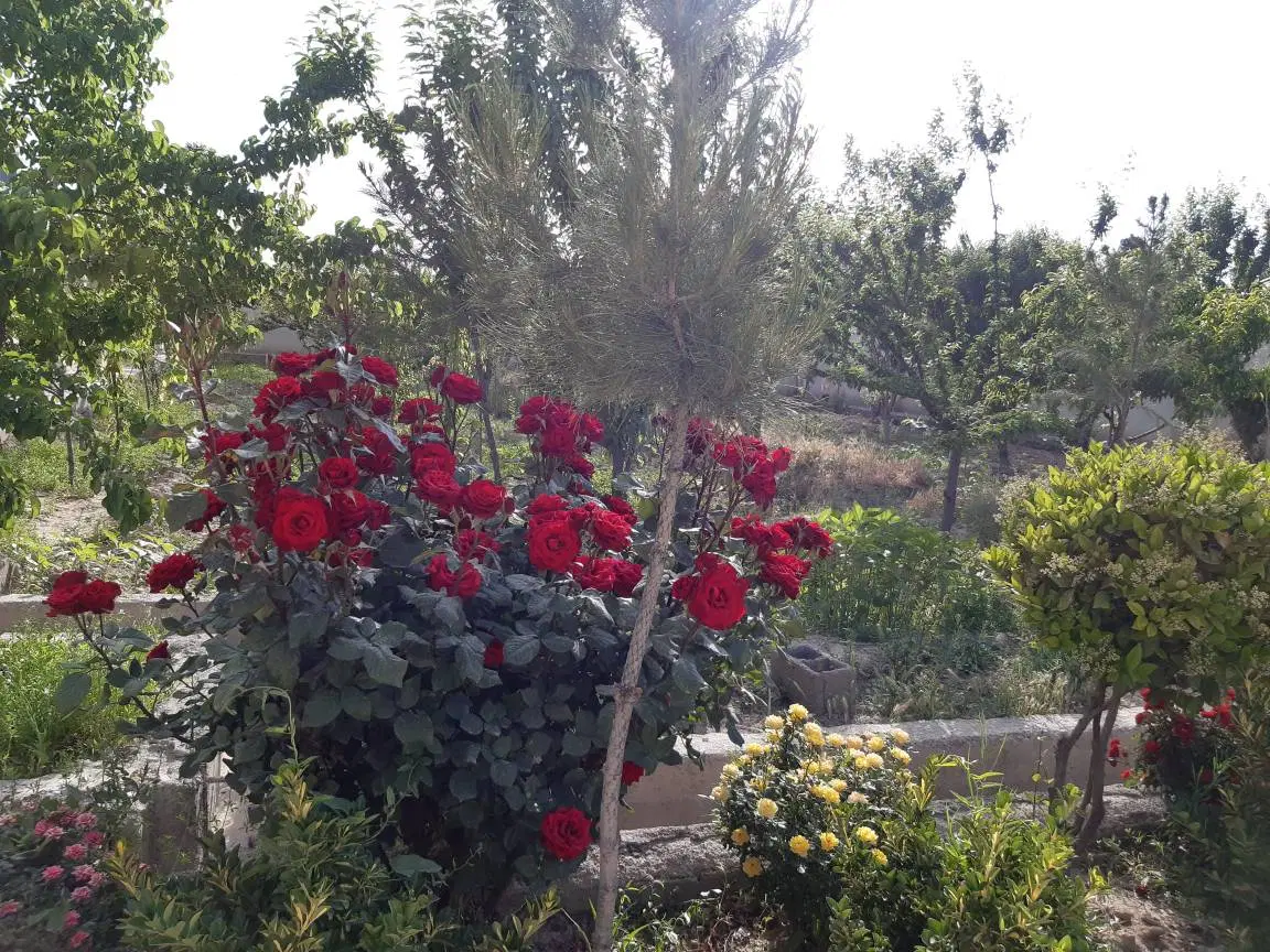 فروش ومعاوضه باغ ۱۰۰۰متری بابنای ۵۰متری