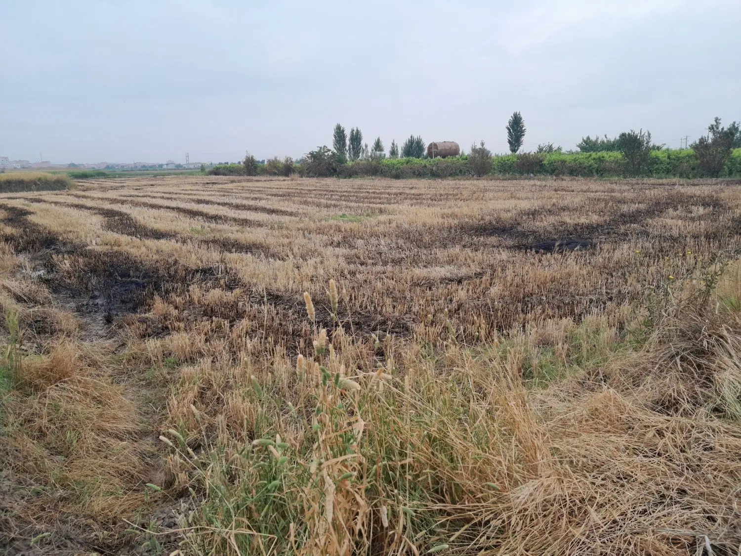 زمین کشاورزی با خانه شیک ویلایدچوبی دو نبش