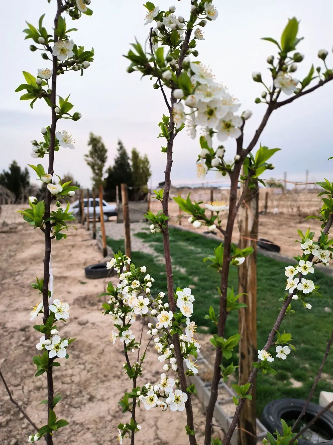 ۷۰۰مترزمین سند تک برگ