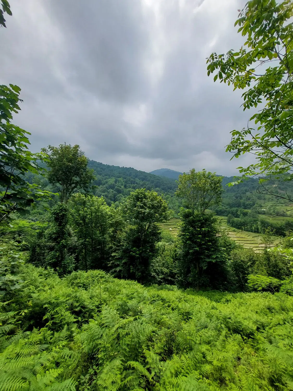 زمین کوهپایه ای در لاهیجان