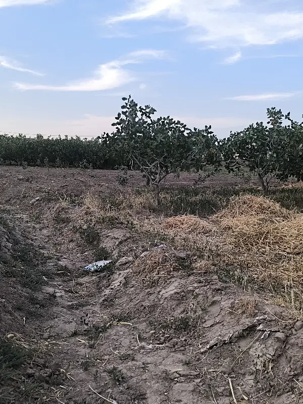زمین باغ پسته