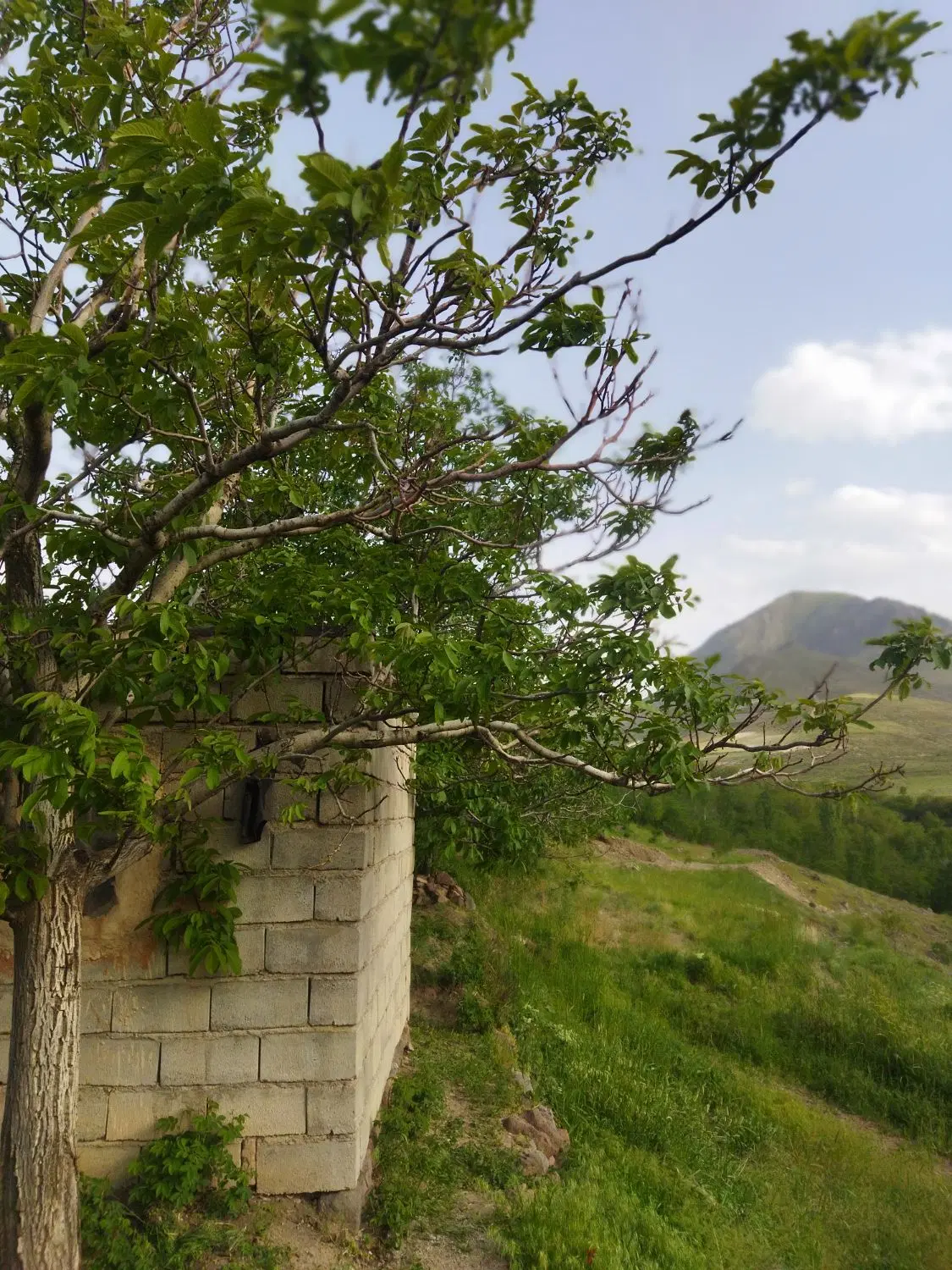 زمین باغی واقع در روستای قدمگاه(بادامیار)