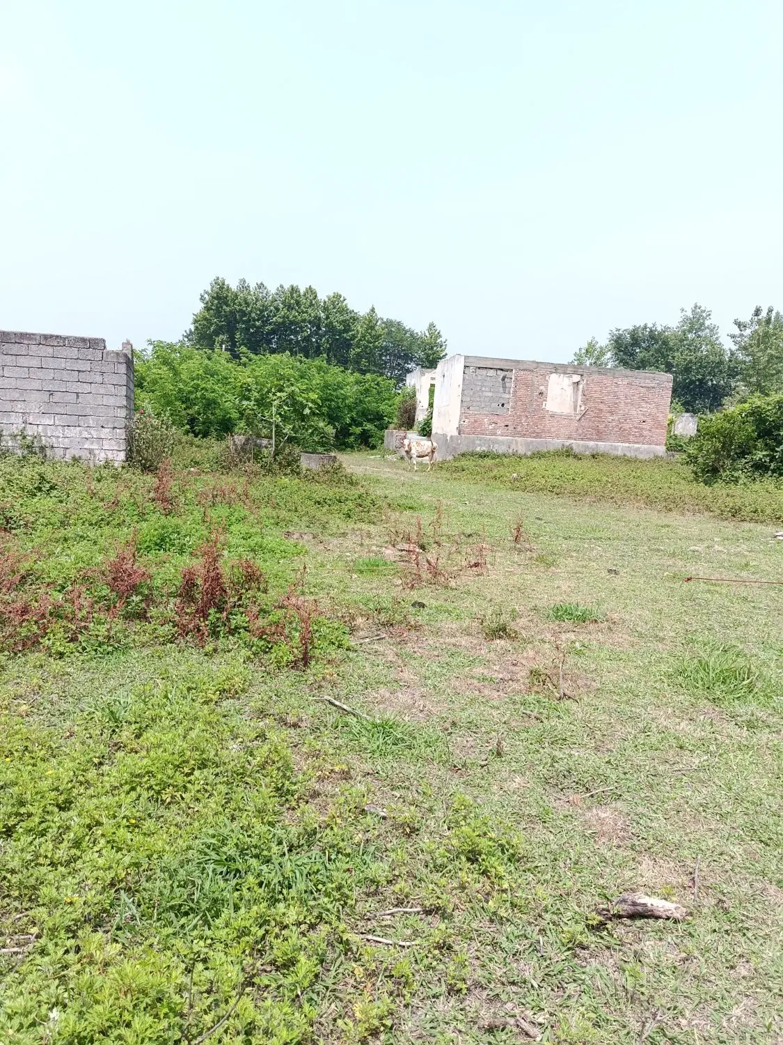 5500مترخونه محوطه شالی چسبیده
