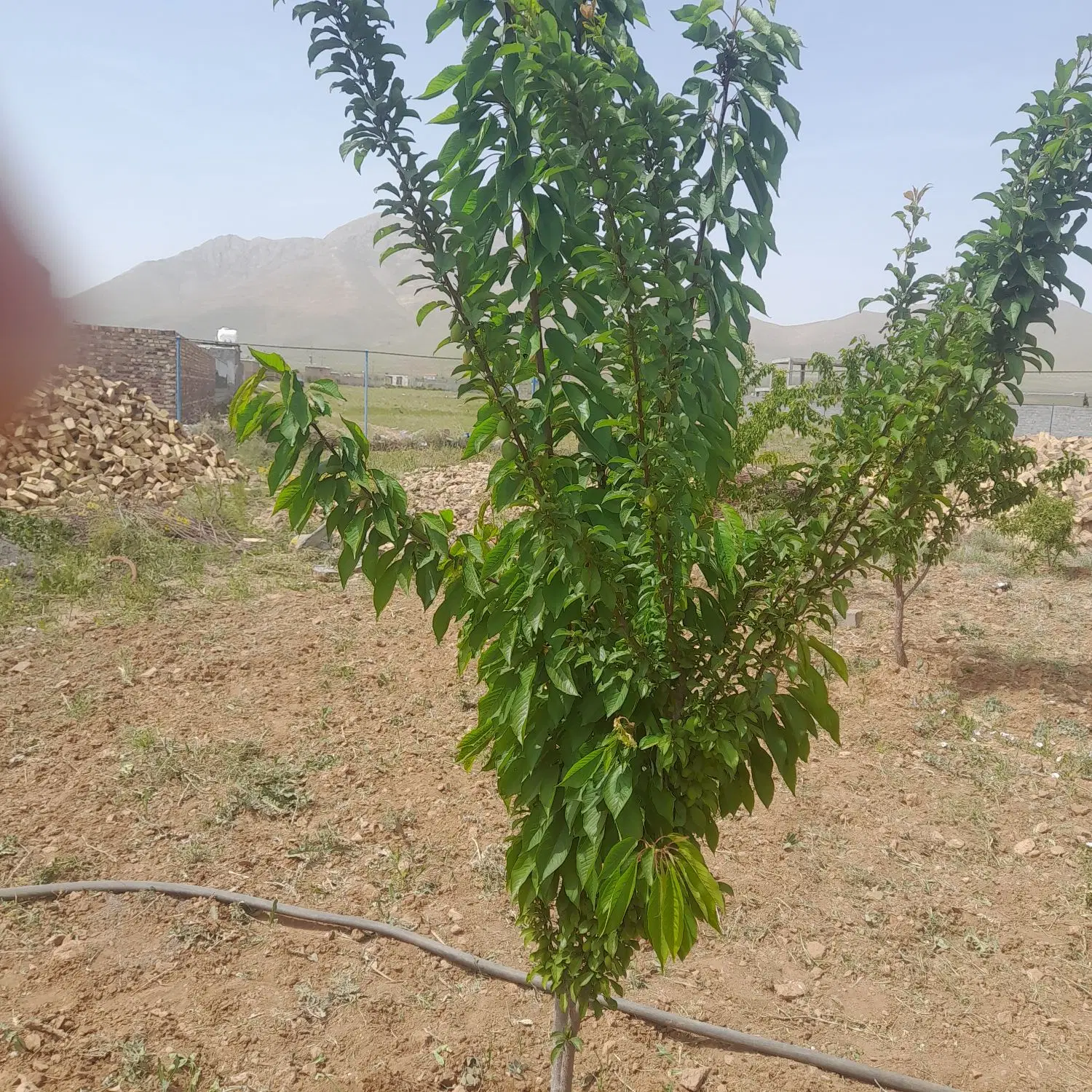 زمین بان گلشن اباد