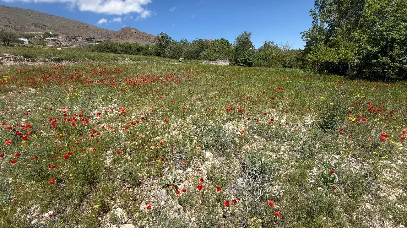 زمین خالی مناسب برای باغ