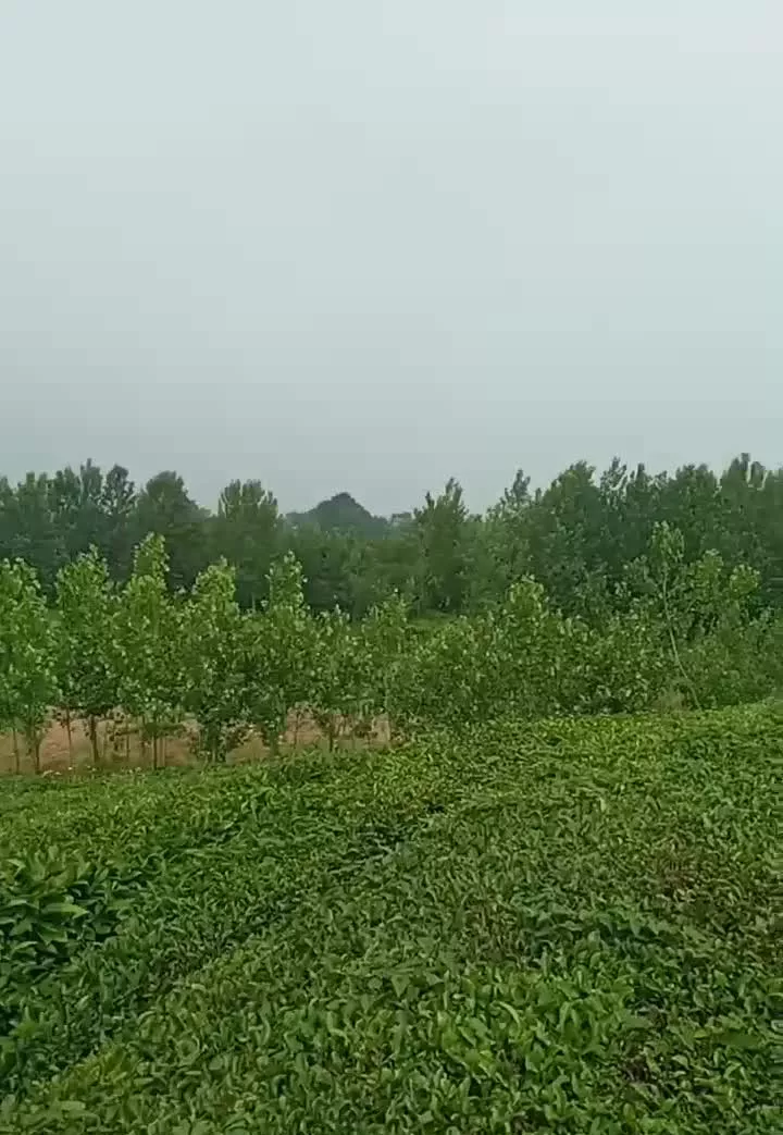 زمین مسکونی جاده لاهیجان به سیاهکل بازکیاگوراب چفل