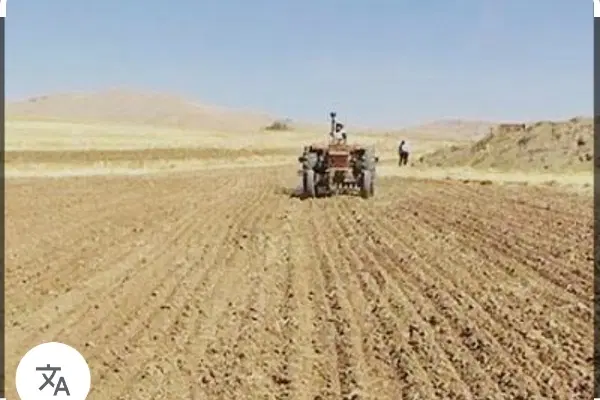 زمین دیم