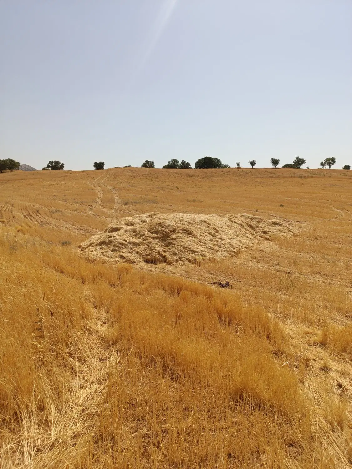 زمین ۱۰۰۰متری دالین