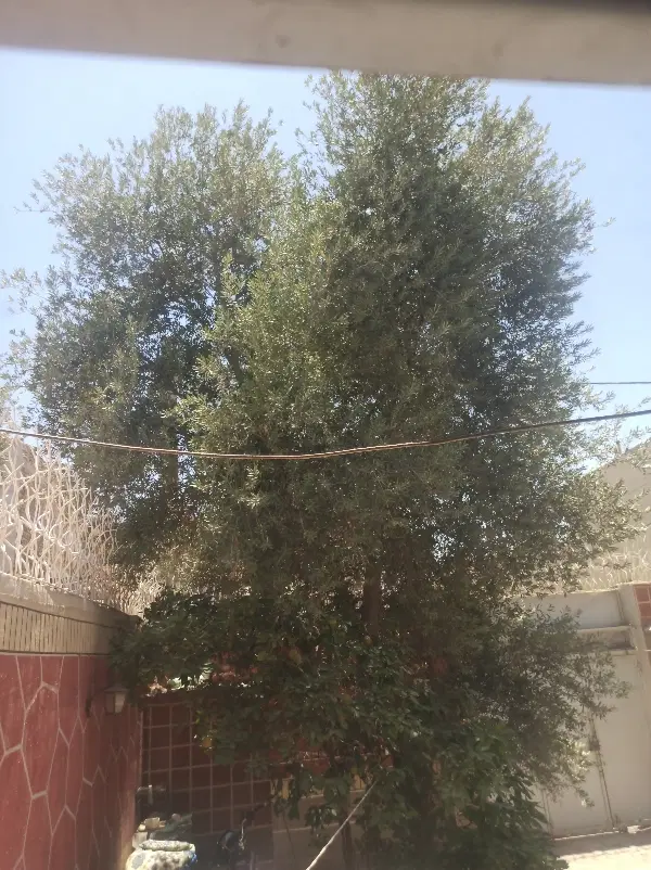 اجاره‌خانه‌‌اکرمیه‌‌300متر