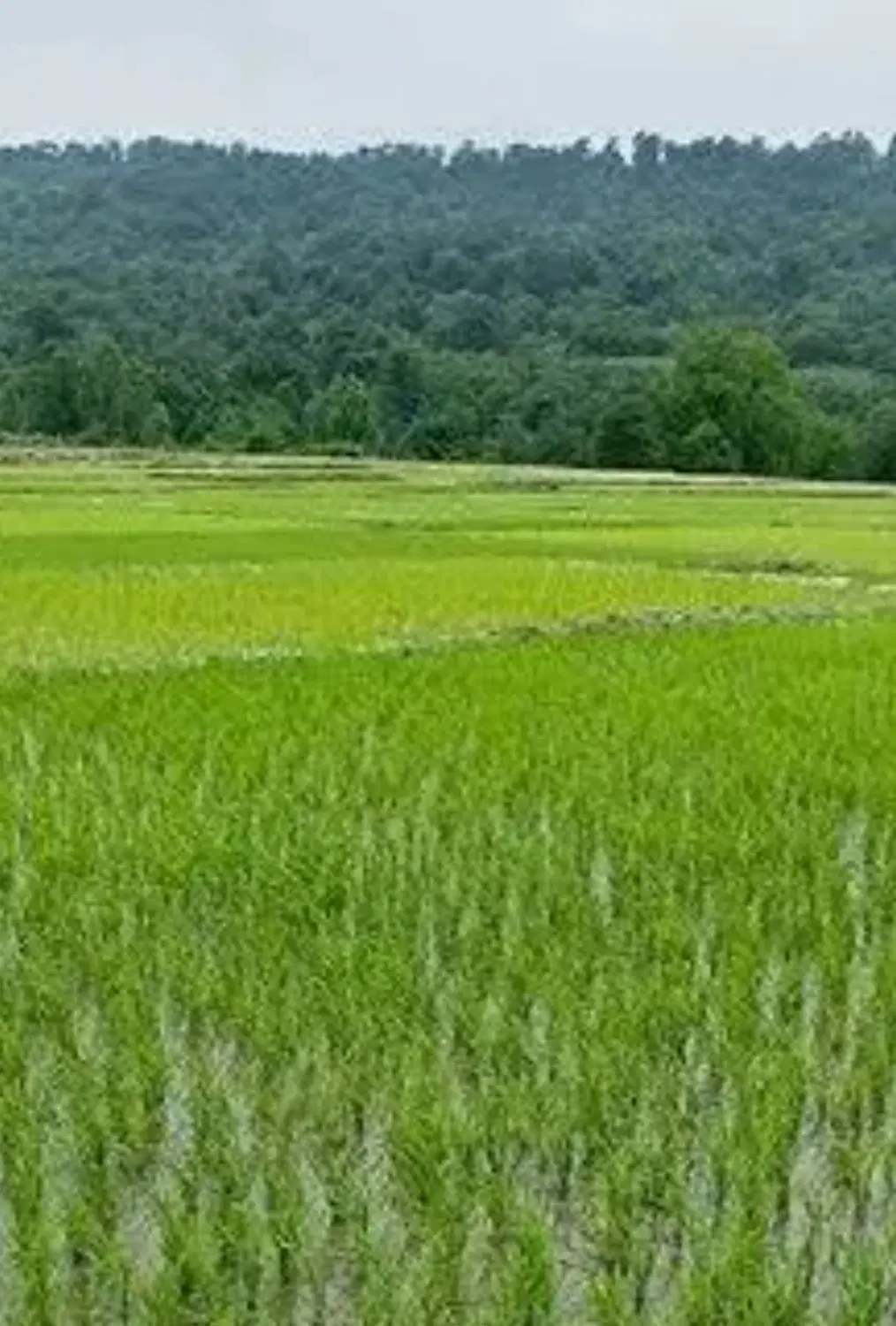 مزرعه شالیزار بیجار