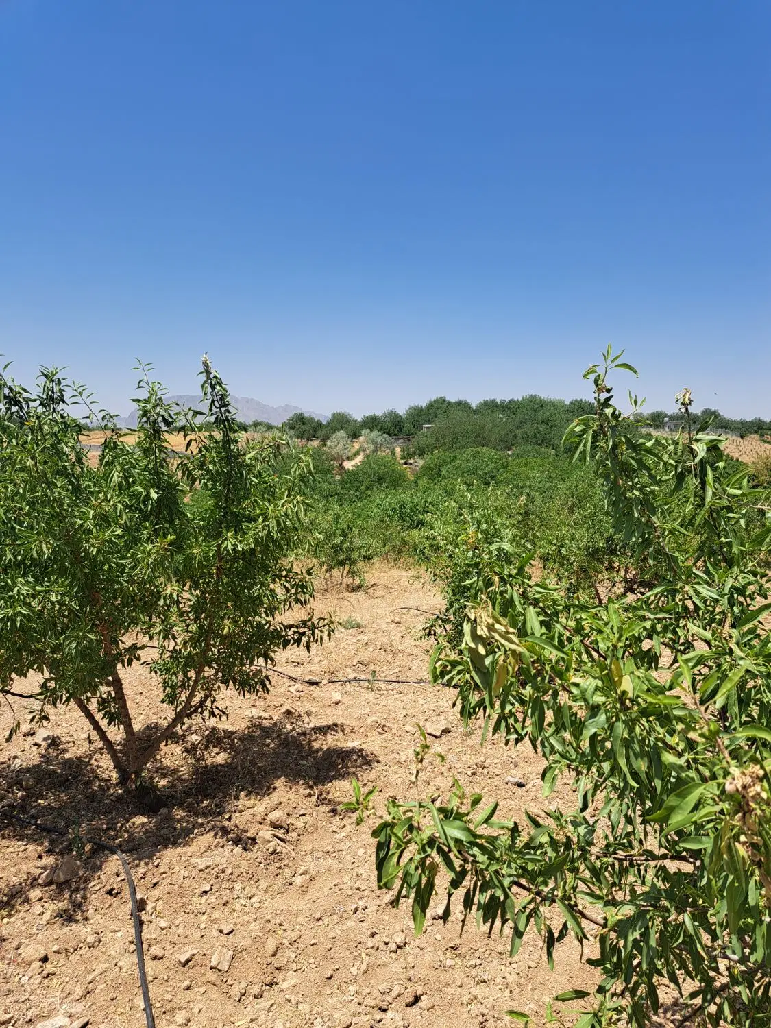 فروش باغ درحاشیه رودخانه پل زمانخان شوراب صغیر