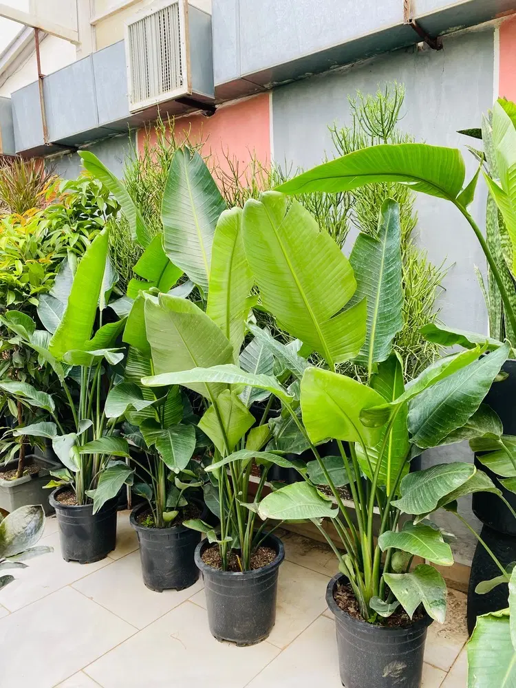 واگذاری گلفروشی
