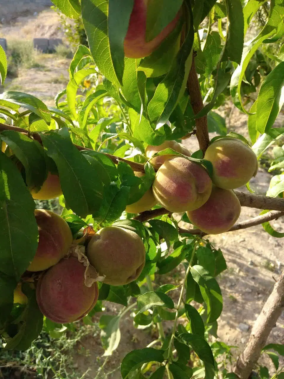 باغ استخر دار (نانو)