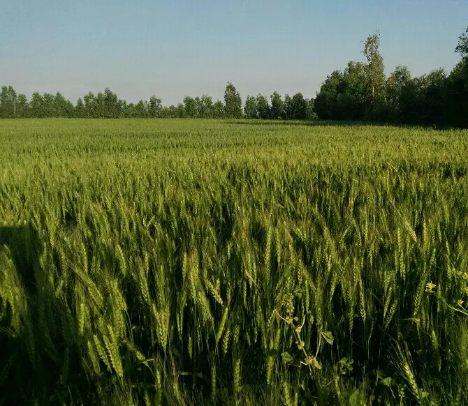 زمین کشاورزی