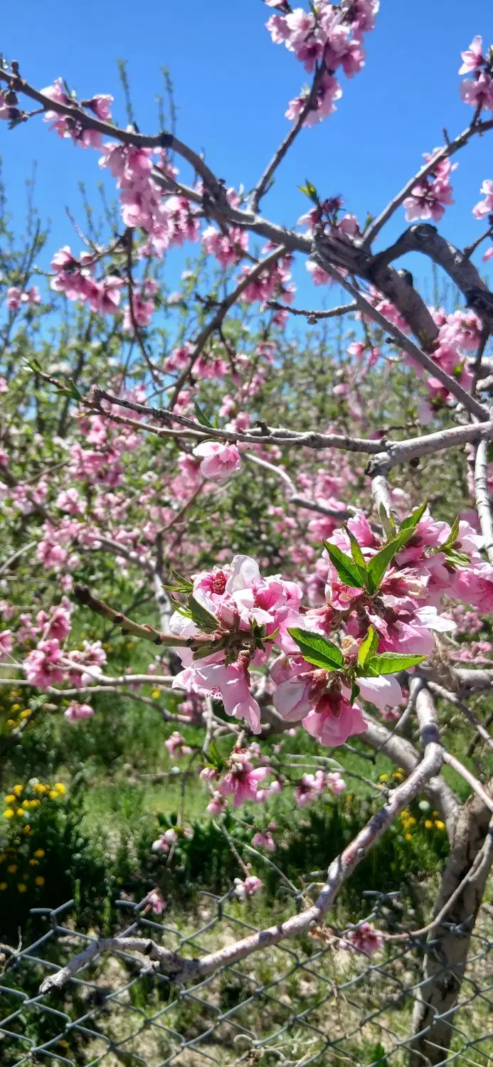 فقط با ۱ میلیارد صاحب زمین در دماوند شوید
