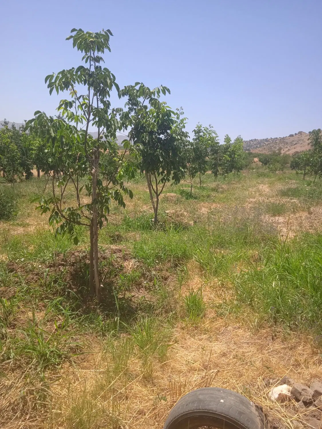 فروش باغ در آرمرده