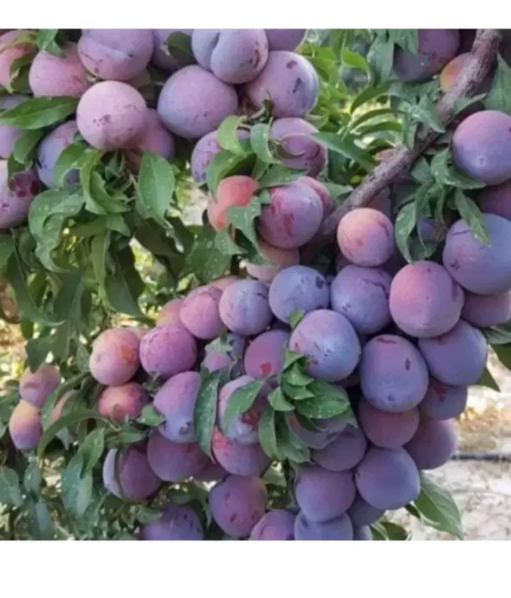 اجاره باغچه