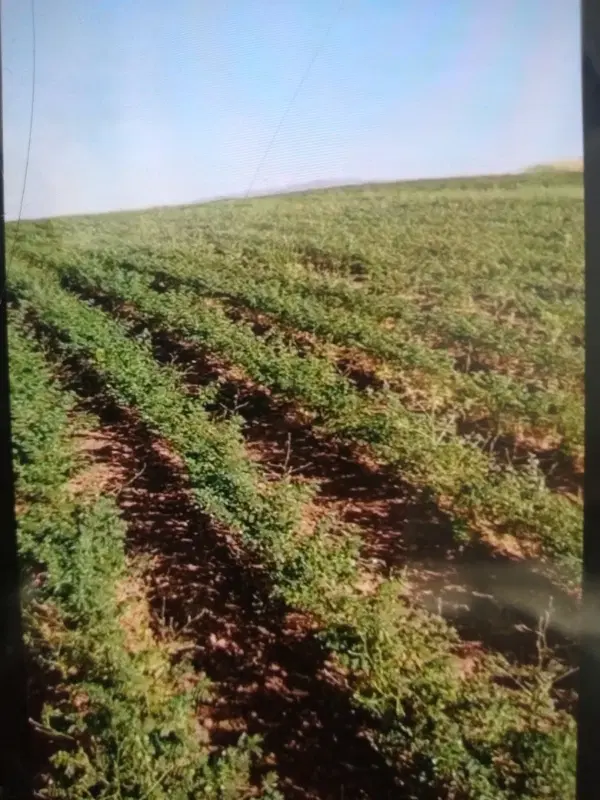زمین کشاورزی، شراکتی ،گهواره