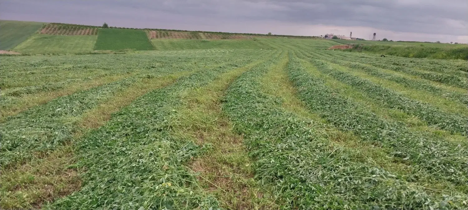 اجاره زمین کشاورزی 4 هکتار روستای ابراهیم کندی
