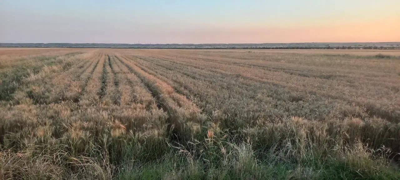 زمین کشاورزی پتک دیناروند پایین جاده زیر کانال