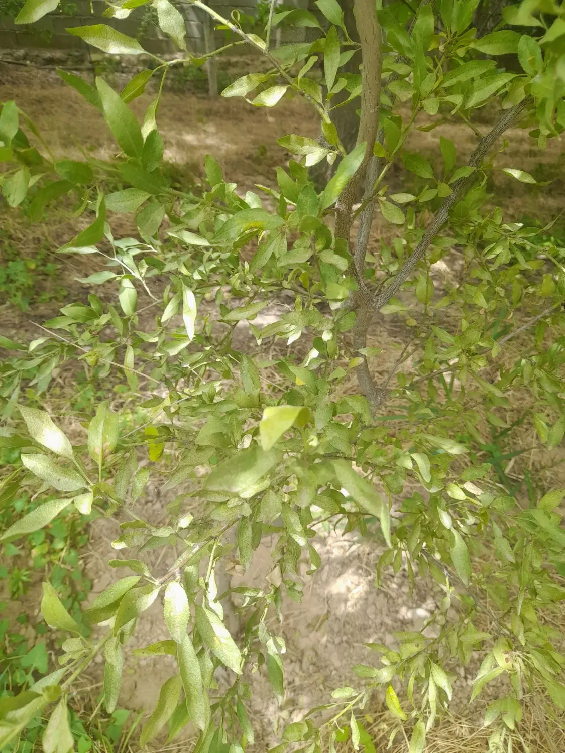 باغ در بازخانه کنار جاده