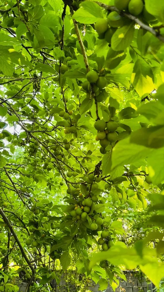 باغ میوه روستای گردشگری اودرج