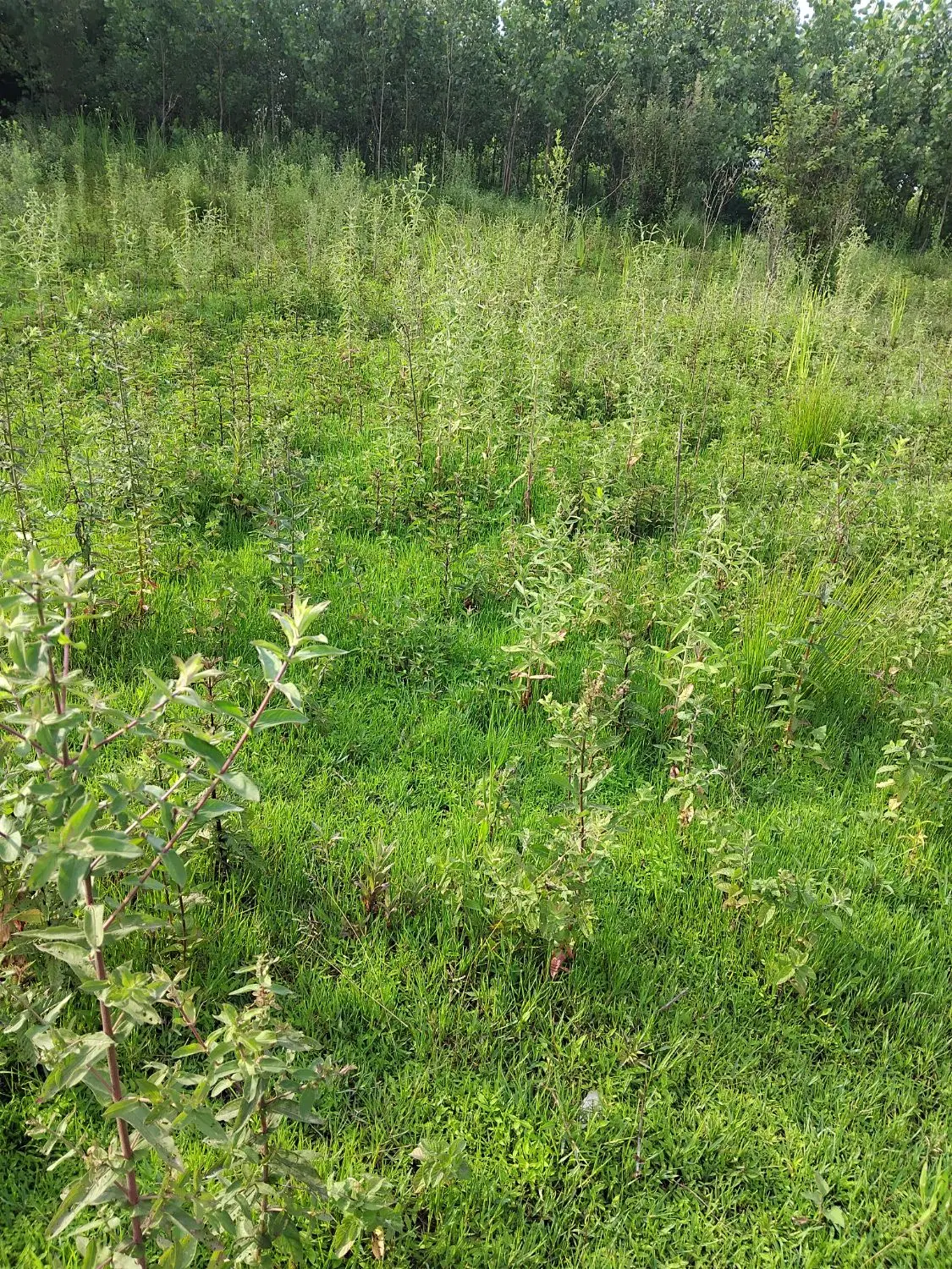 زمین ۶۸۶ متری در بازار جمعه روستای لیفشاگرد