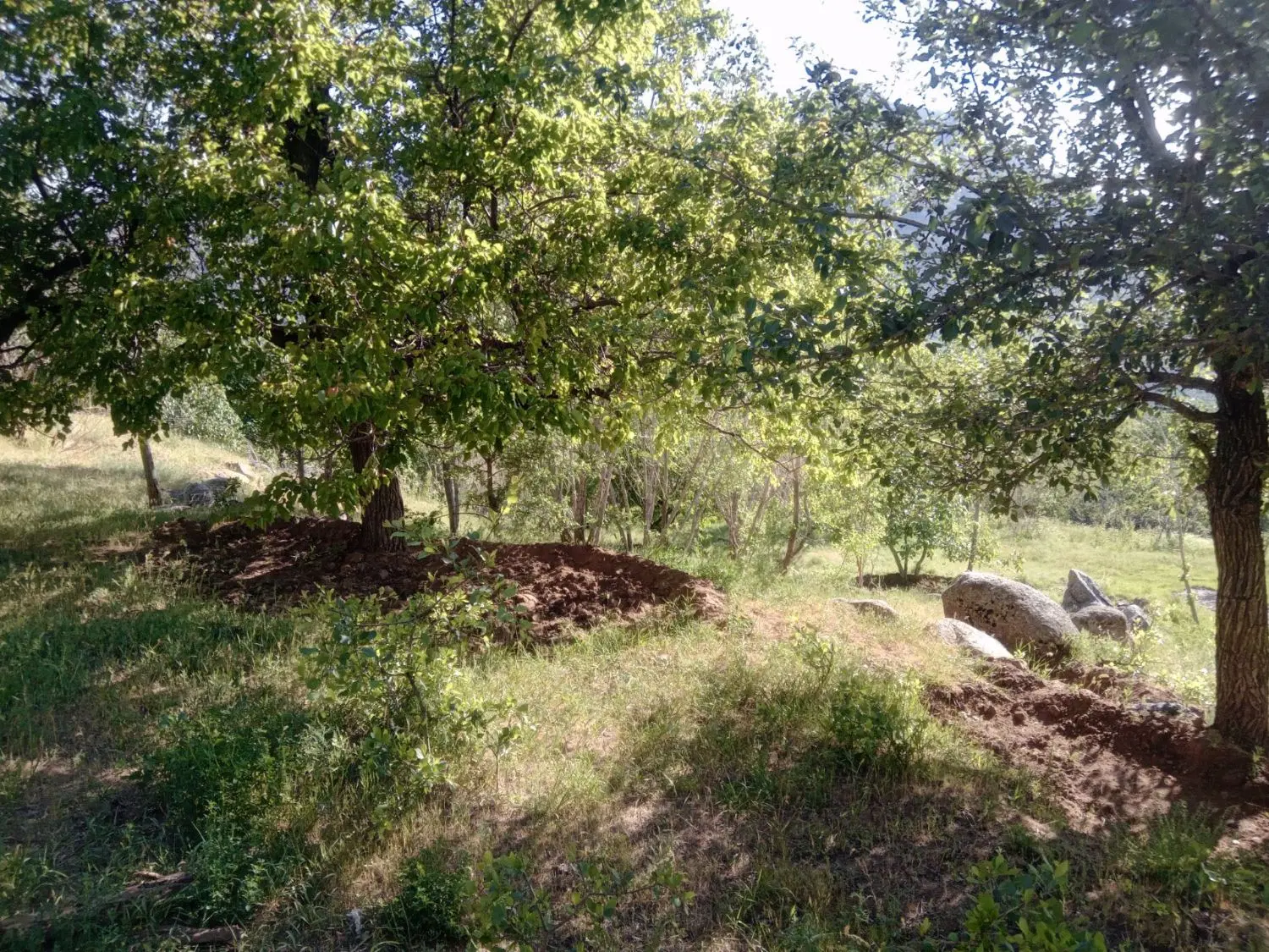 باغ در وهنان