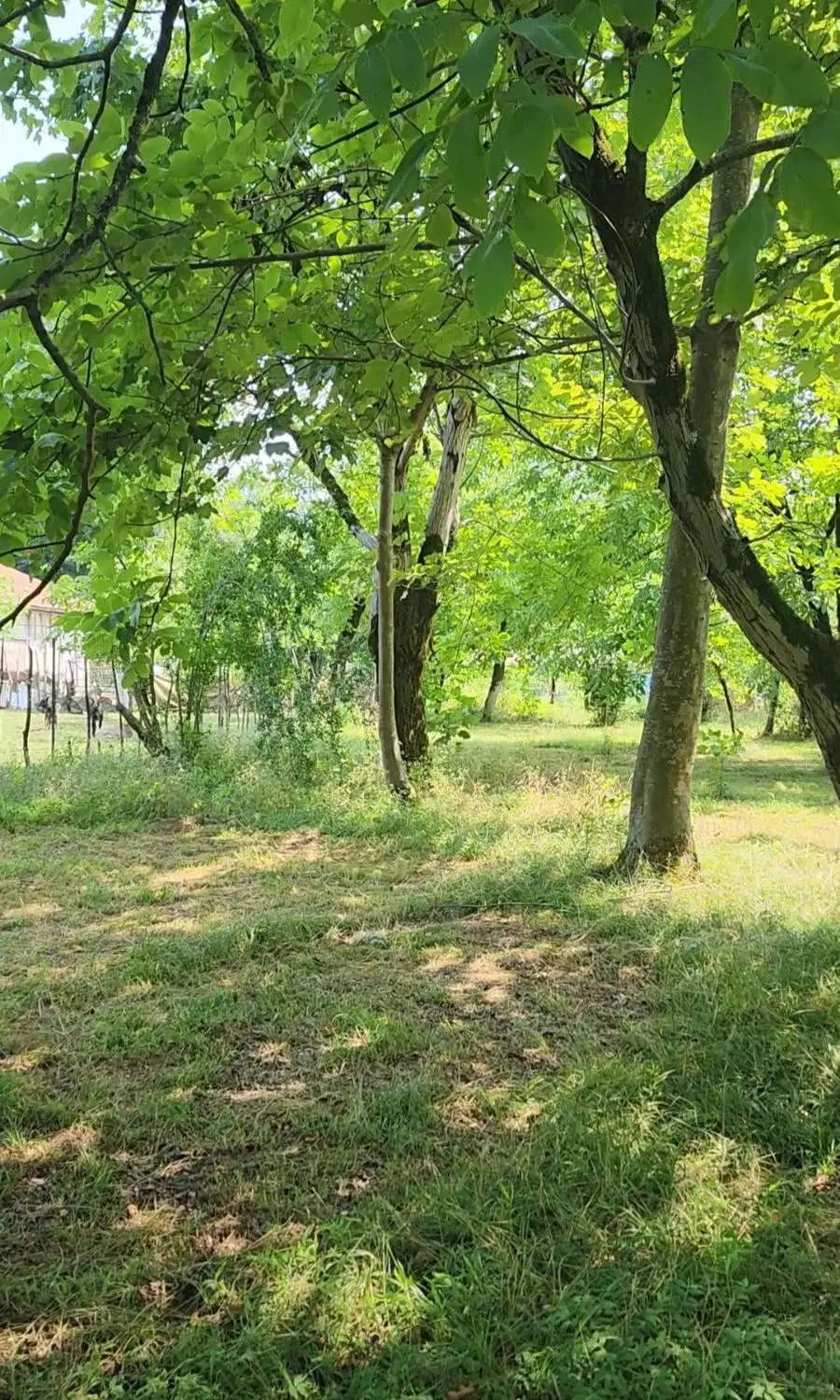 زمین ویلایی در زردکام شفت با ویوی بی‌نظیر