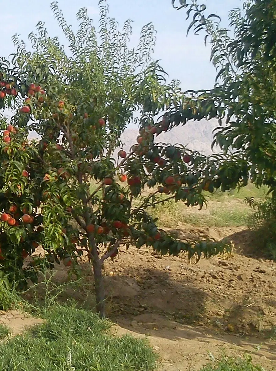 زمین مسکونی