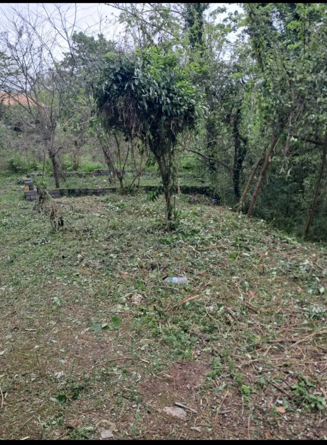 زمین باغی سند