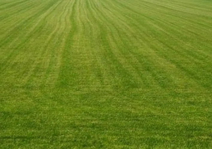زمین مشاعی منصوریه